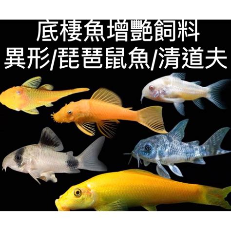 琵琶鼠魚壽命